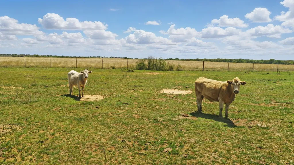 1359 Cr 195 Gorman TX 76454