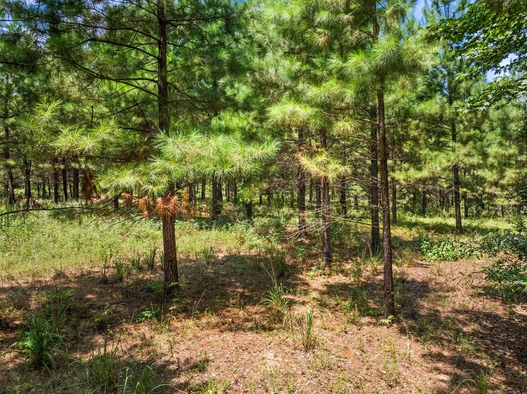 Tbd Fm 1519 Leesburg TX 75451