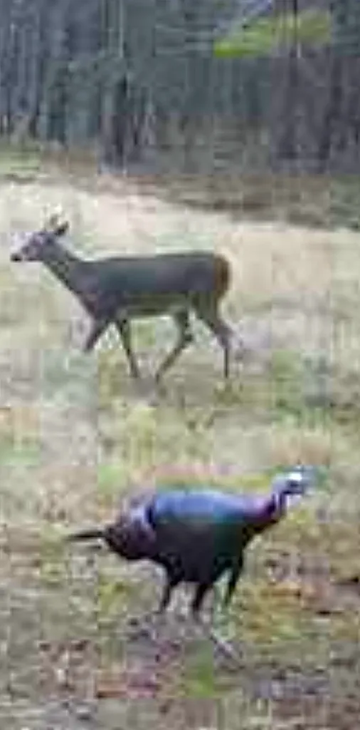 Tbd Cr 3230 Road Clarksville TX 75426