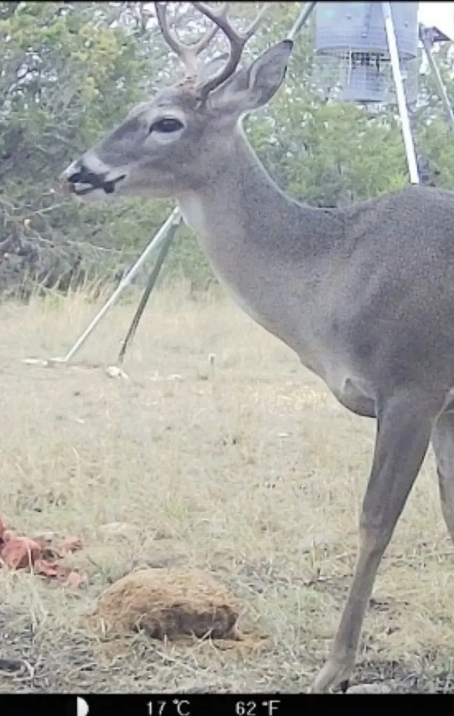 3828 W Fm 219 Hico TX 76457