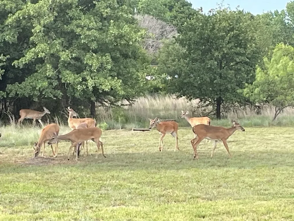 200 Pleasant Lane Clyde TX 79510