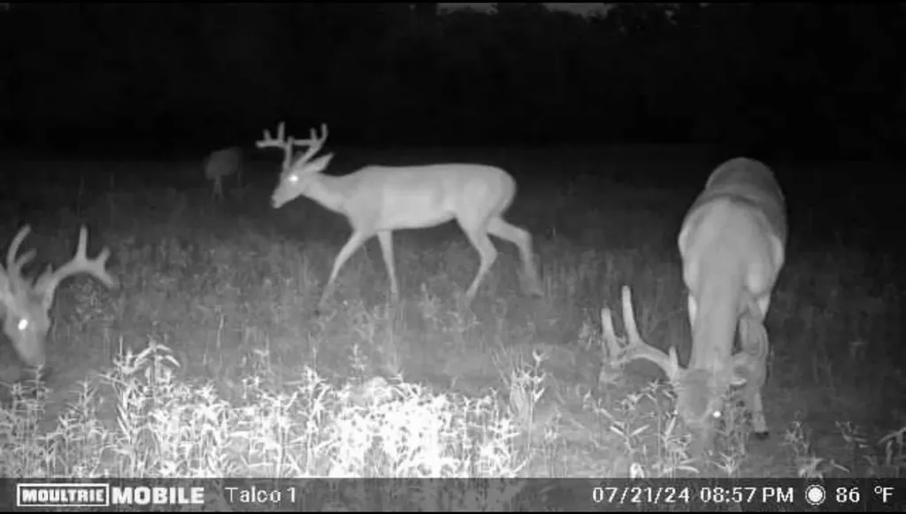 Tbd Fm 71 Talco TX 75487