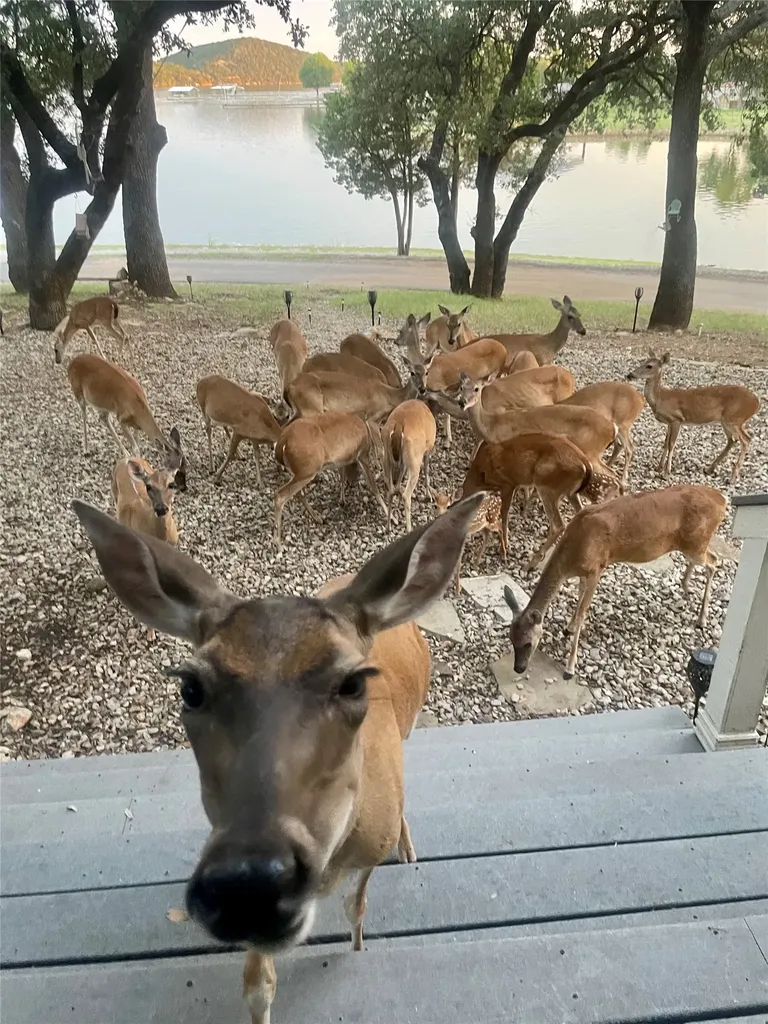 2334 Sanbar Road Possum Kingdom Lake TX 76449
