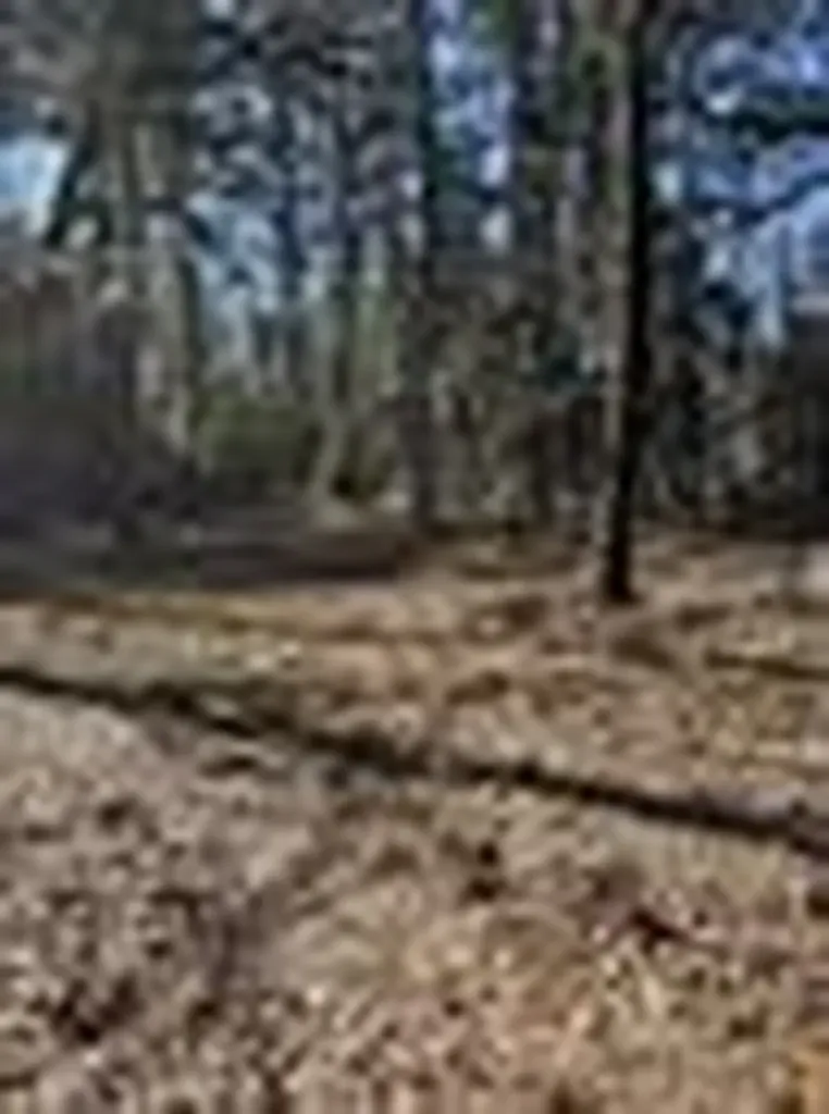 310 Private Road 8570 Winnsboro TX 75494
