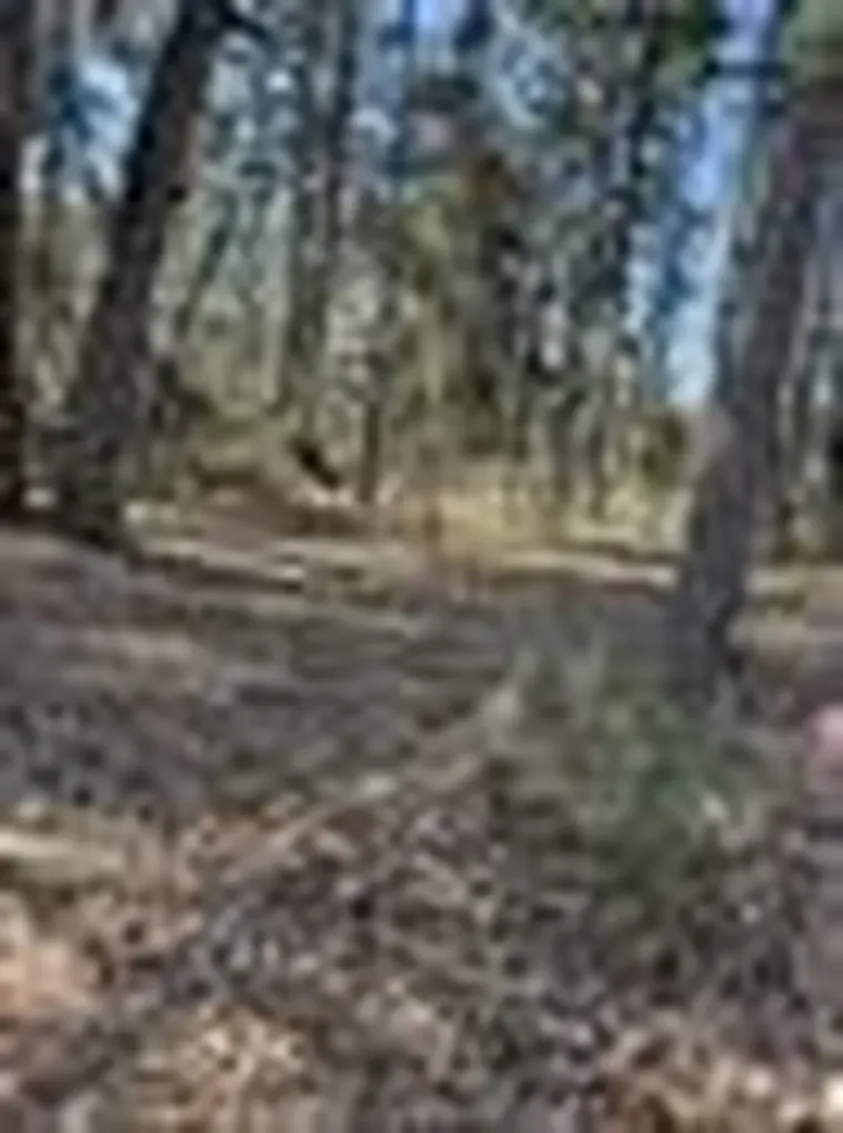 310 Private Road 8570 Winnsboro TX 75494