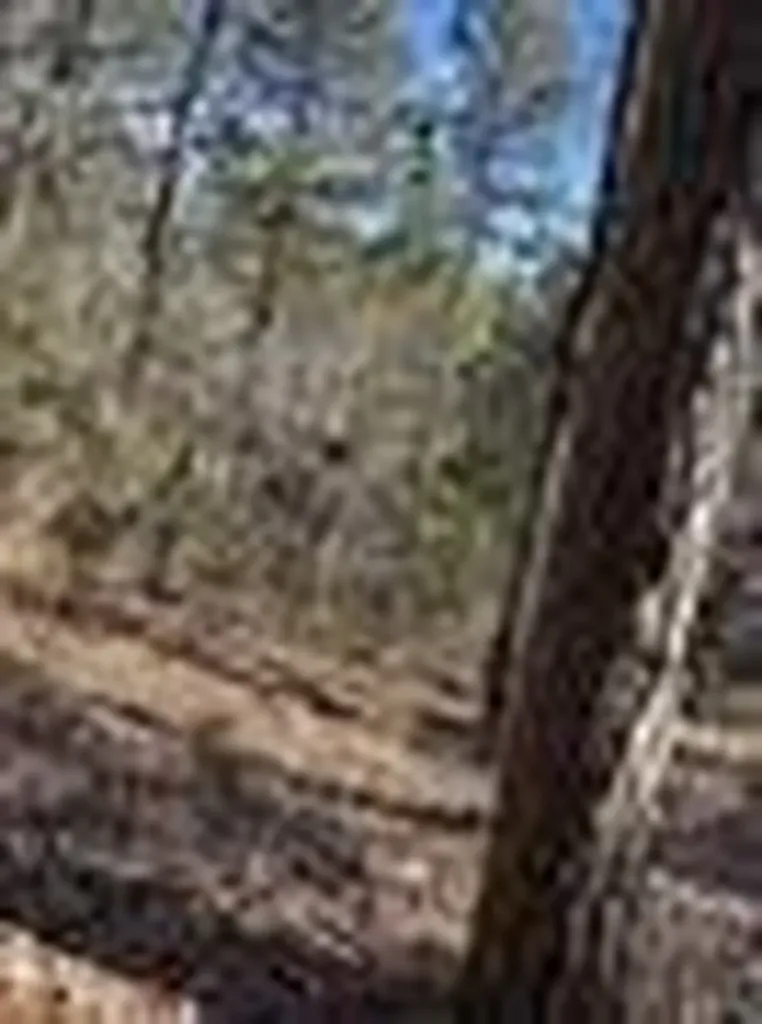 310 Private Road 8570 Winnsboro TX 75494