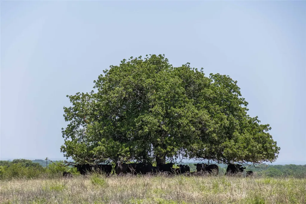 84.16 Acres Tbd Fm 587 De Leon TX 76444