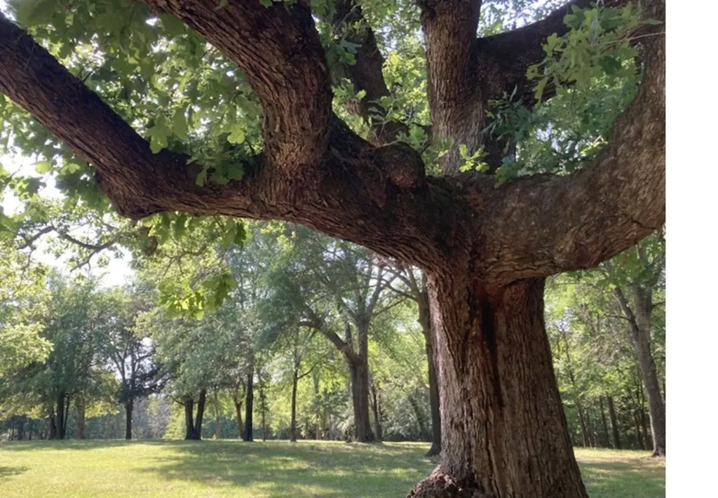 1773 Cr 2540 Mineola TX 75773