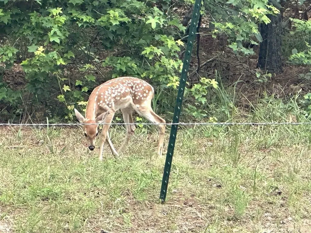 8 Fawns Crossing Drive Mount Vernon TX 75457