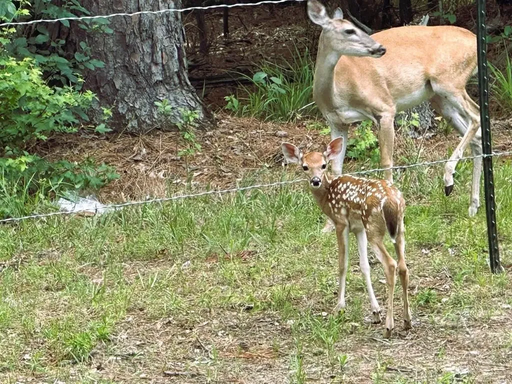 8 Fawns Crossing Drive Mount Vernon TX 75457