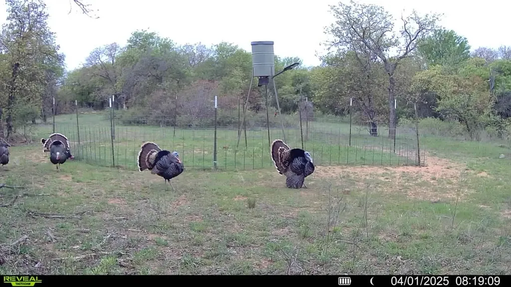 0 Sunset Lane Jacksboro TX 76458