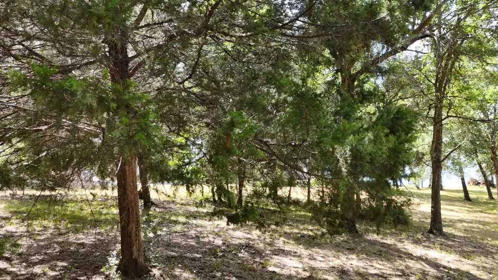 Lot 81 Appomattox Streetman TX 75859
