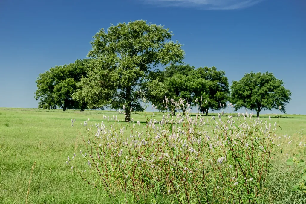 001 W Pleasant Valley Road Henrietta TX 76230