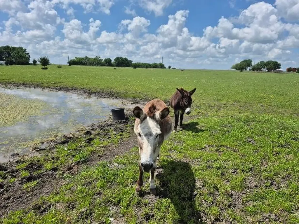 9561 N Tx-50 Highway Ladonia TX 75449