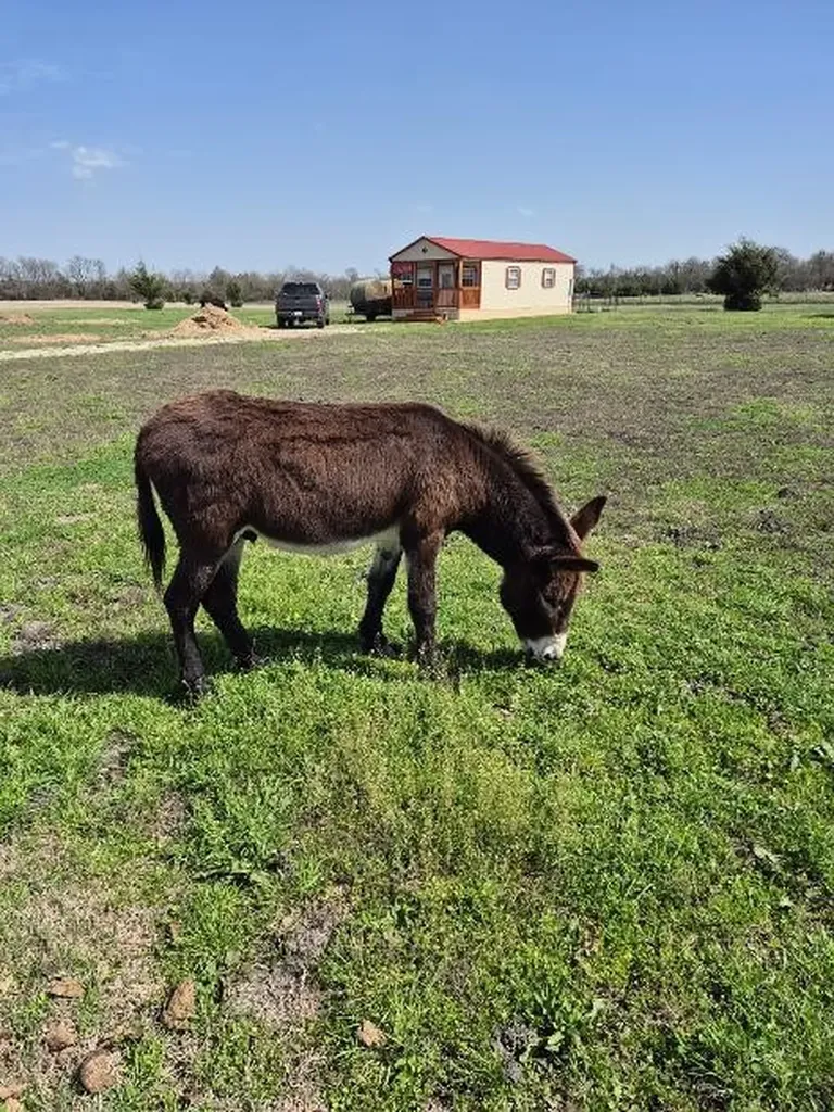 9561 Tx-50 Highway Ladonia TX 75449