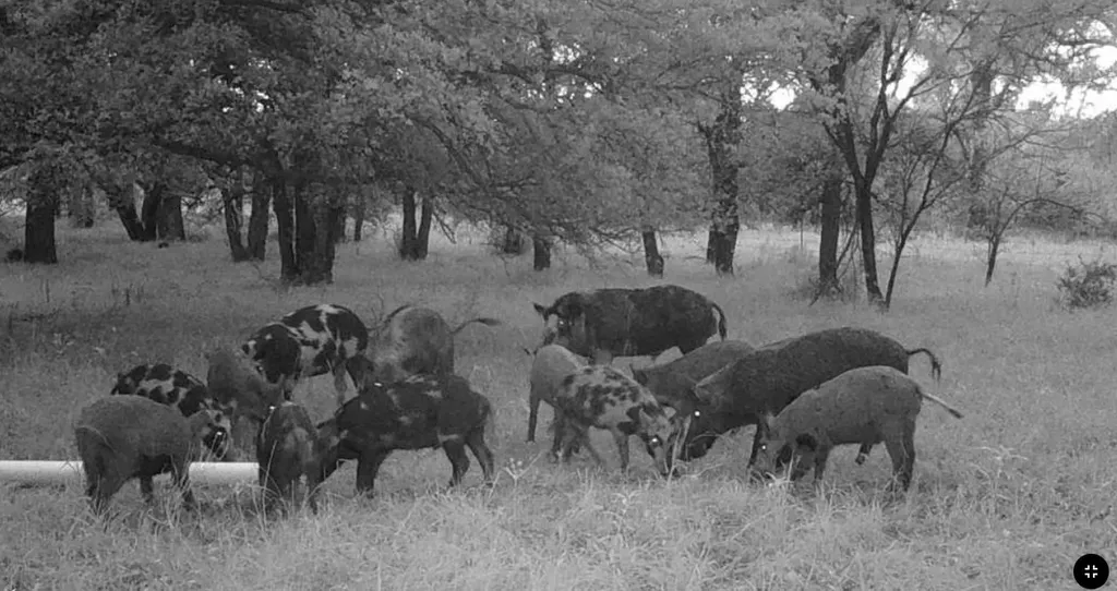 Tbd Coalville Road Gordon TX 76453
