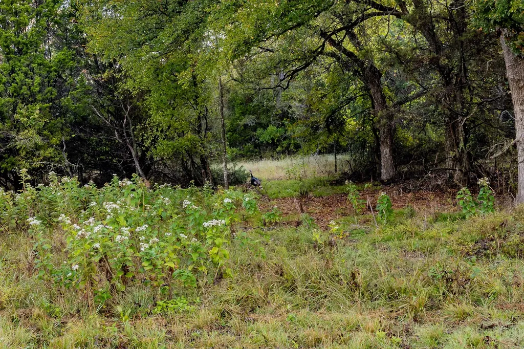 Ranch 28, County Road 208 Hico TX 76457