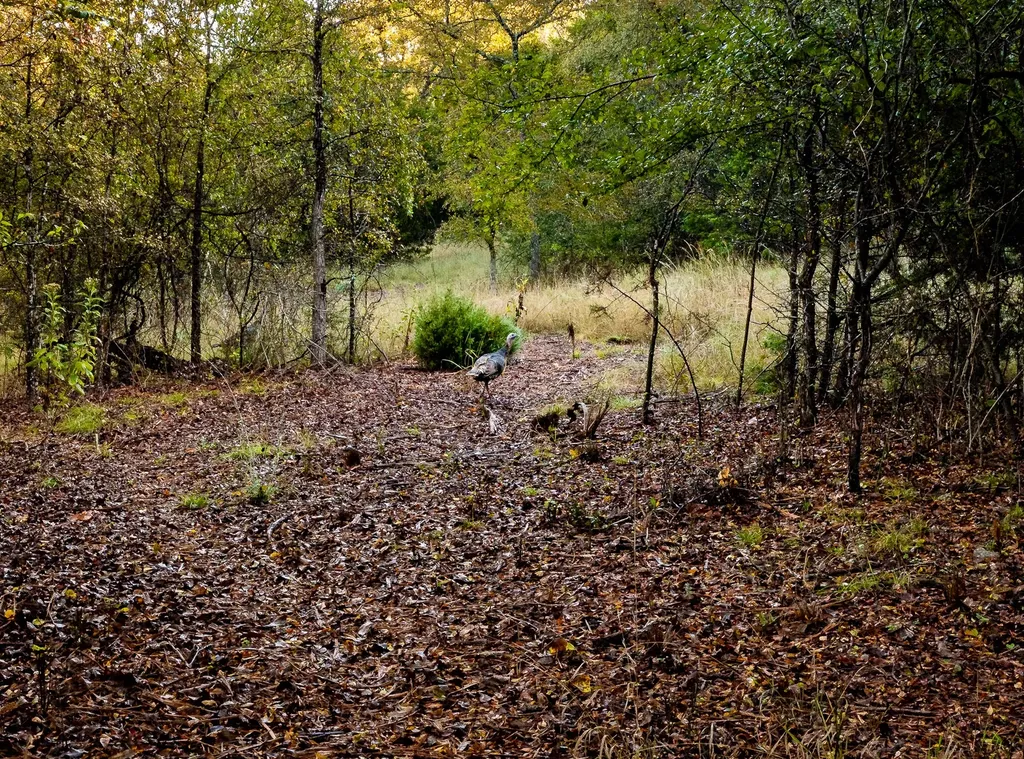 Ranch 28, County Road 208 Hico TX 76457