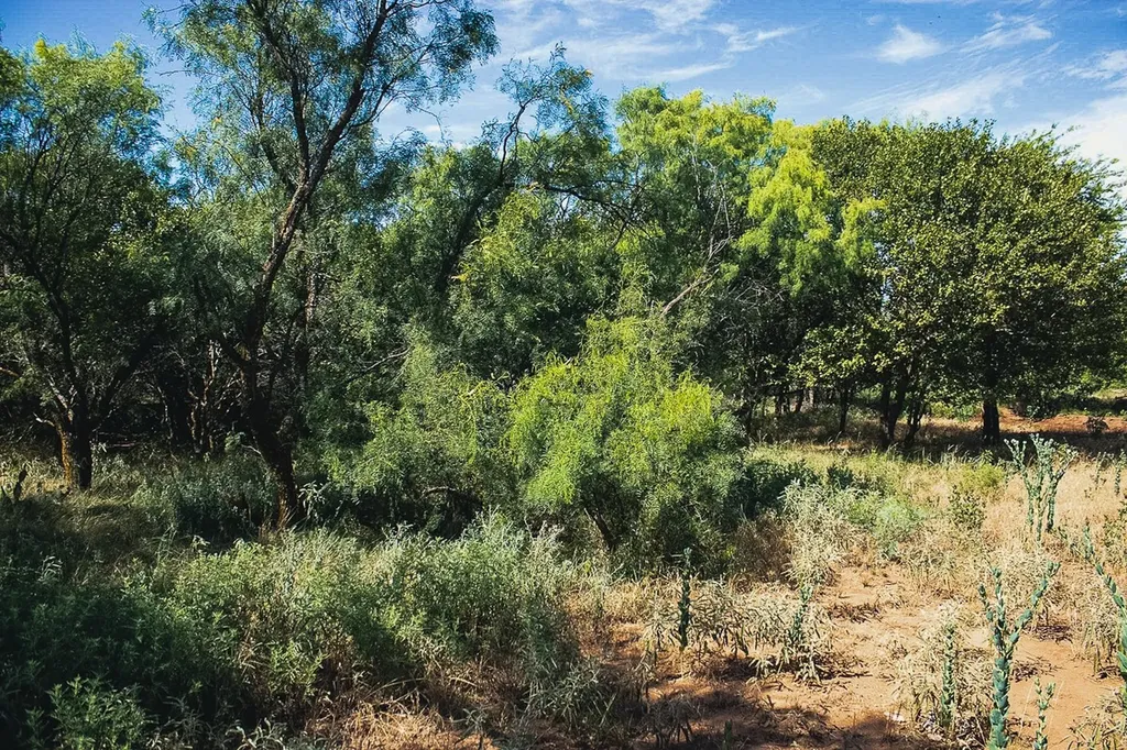 372 Buffalo Crest Trail Henrietta TX 77575