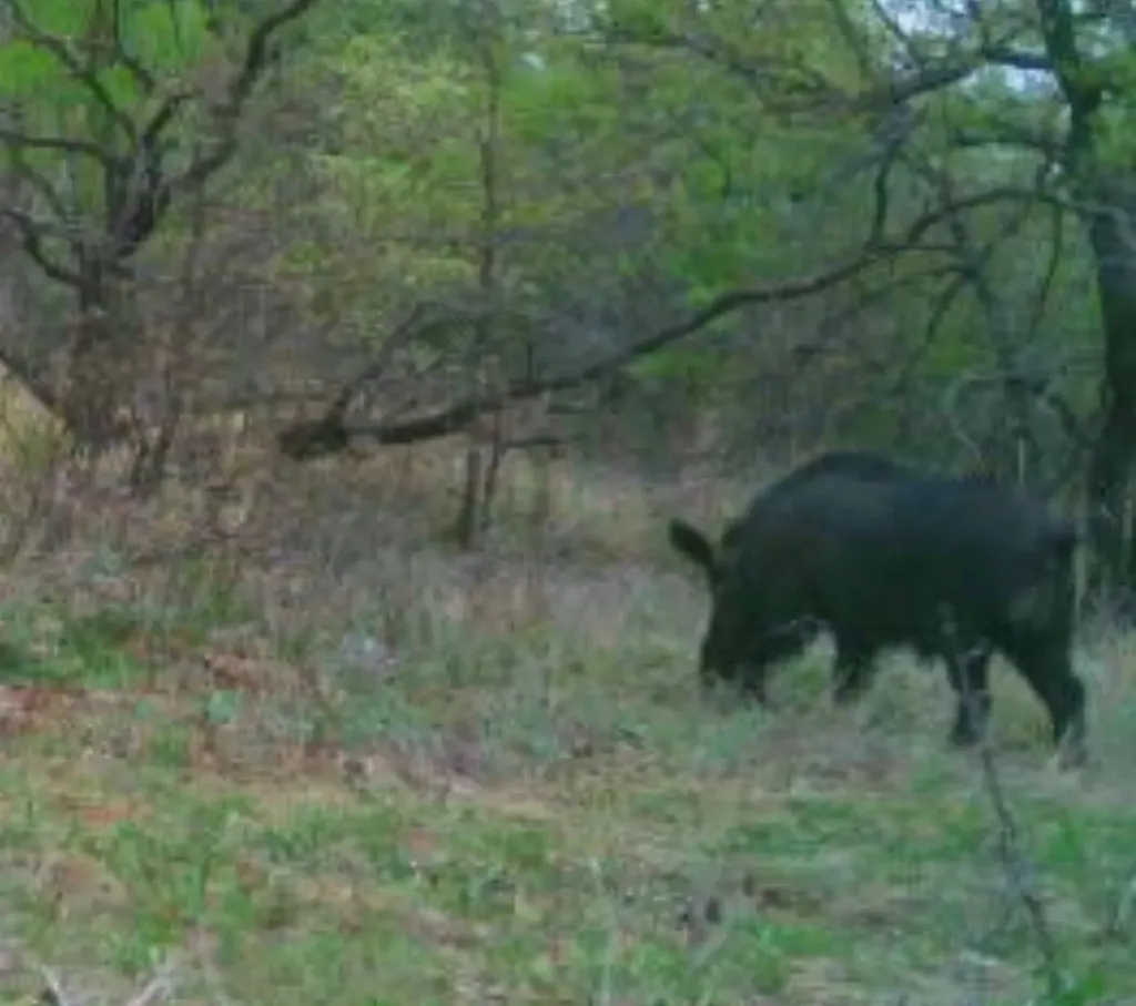 13100 Us 281 North Jacksboro TX 76458