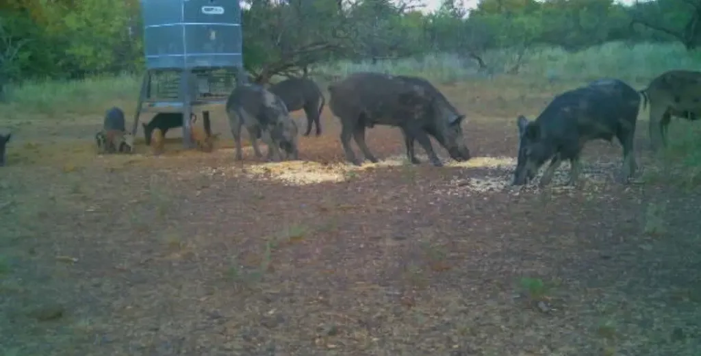 13100 Us 281 North Jacksboro TX 76458
