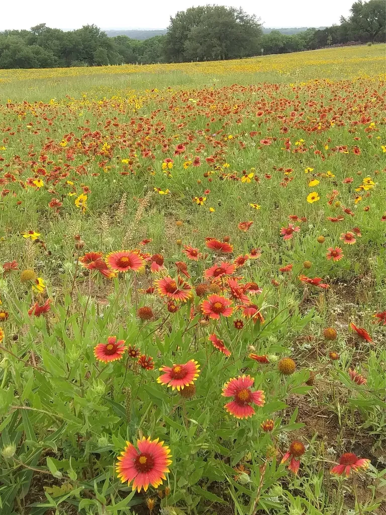 Tbd County Road 407 Glen Rose TX 76043