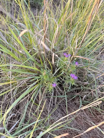 Tbd Nowell Road Quanah TX 79252