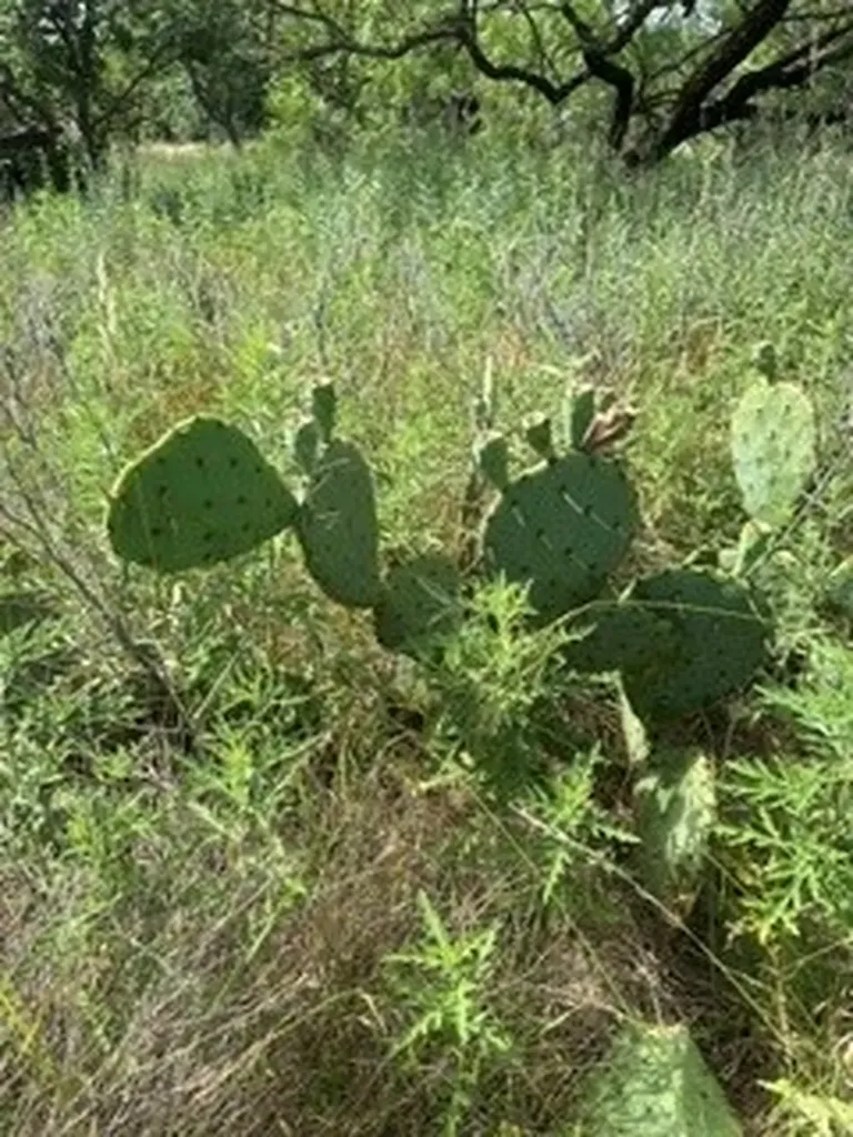 Tbd (Lot 7) Barry Road Henrietta TX 76365