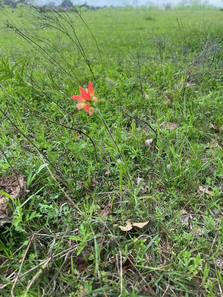 Tbd Lcr 786 Thornton TX 76687