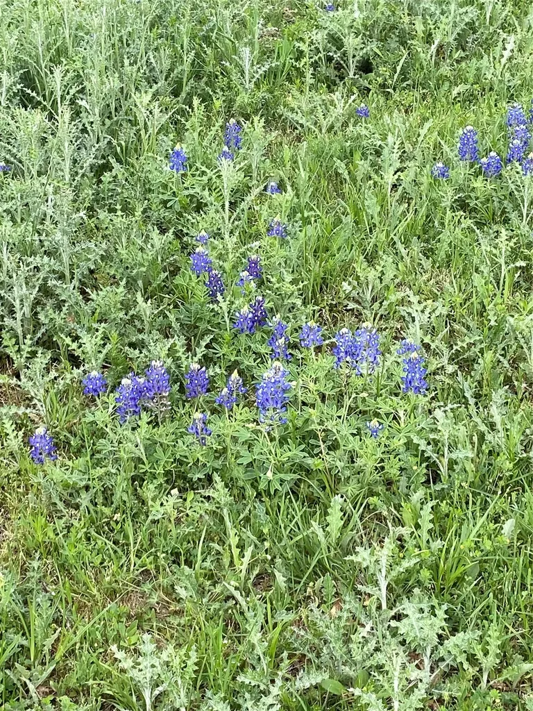 Tbd Lcr 786 Thornton TX 76687