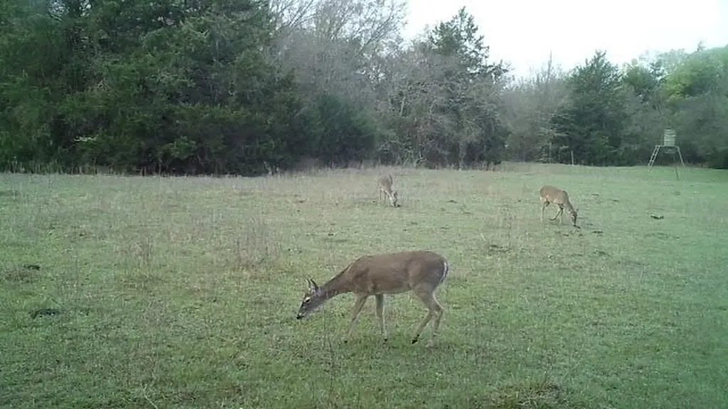 Tbd Lcr 786 Thornton TX 76687