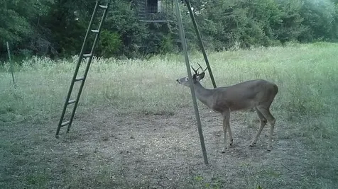 Tbd Lcr 786 Thornton TX 76687