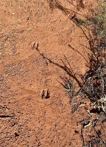 Tbd Cr 154 Tuscola TX 79562