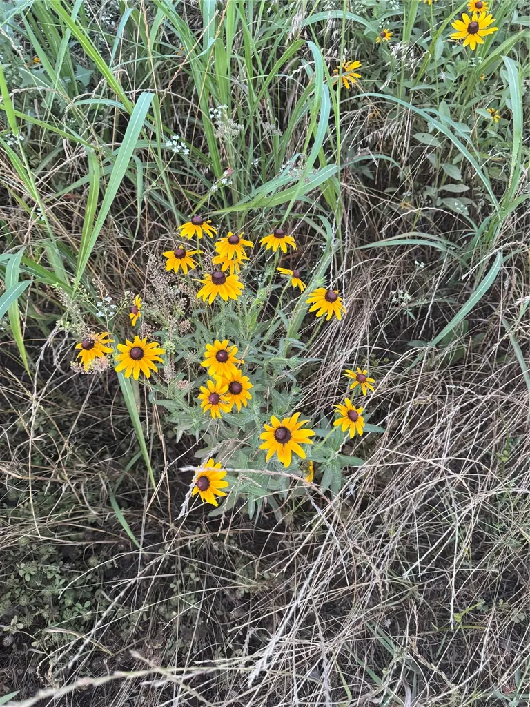 Lot 3 County Road 2130 Telephone TX 75488