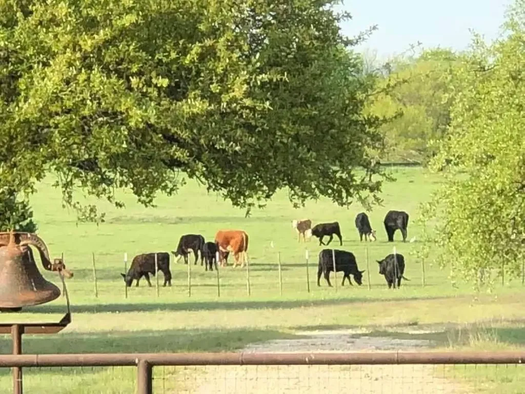 660 Fm 203 Walnut Springs TX 76690