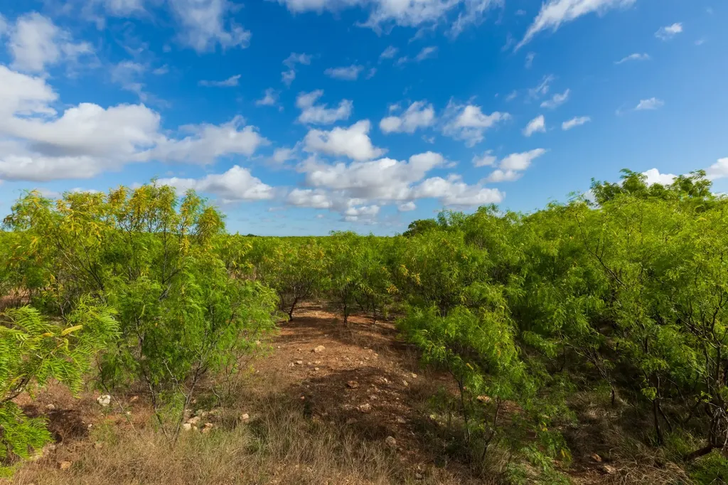 600 Fm 600 Haskell TX 79553