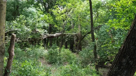 Tbd N County Road 3110 Hillsboro TX 76645