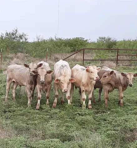 2276 Hodge Moody TX 76557