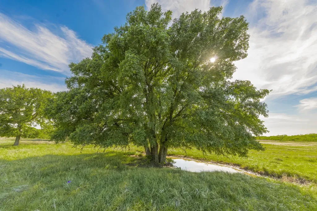 Tbd C.r. 132 Coleman TX 76834