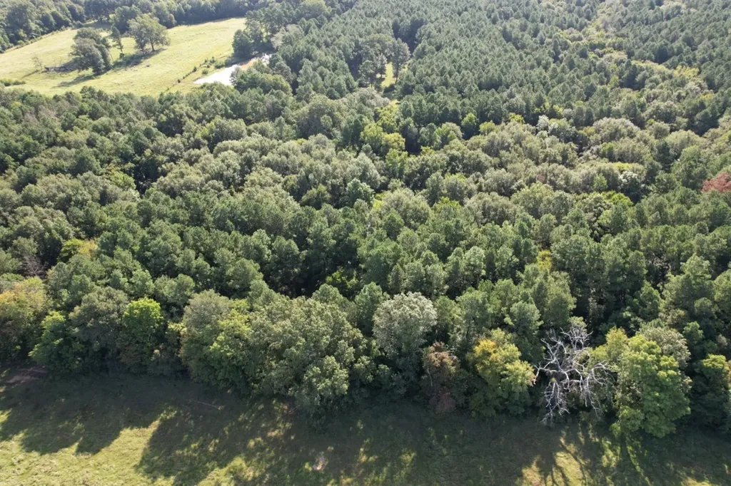 Tbd County Road 168-1 Long Branch TX 75669