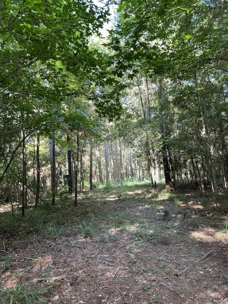 Tbd County Road 168-1 Long Branch TX 75669