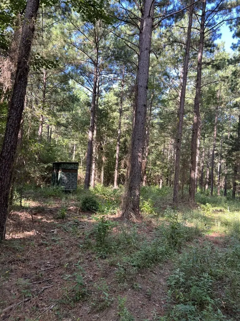 Tbd County Road 168-1 Long Branch TX 75669