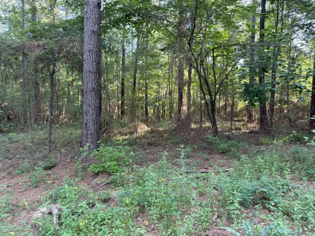 Tbd County Road 168-1 Long Branch TX 75669