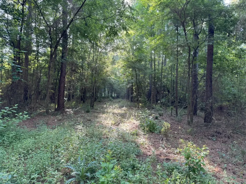 Tbd County Road 168-1 Long Branch TX 75669