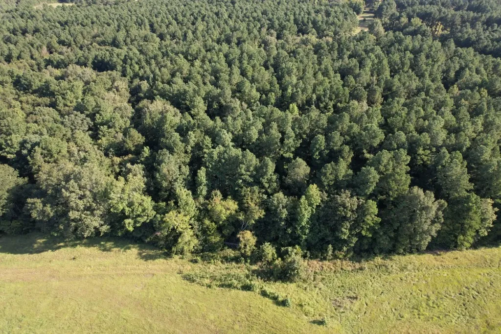 Tbd County Road 168-1 Long Branch TX 75669