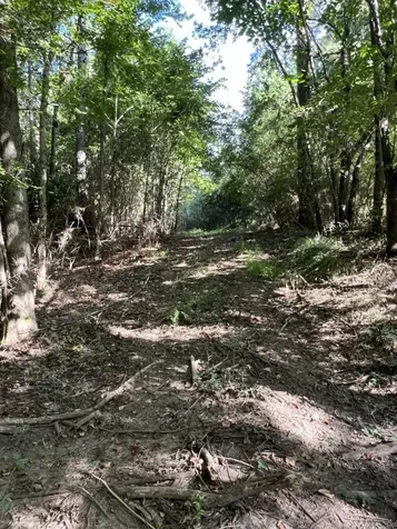Tbd County Road 168-1 Long Branch TX 75669