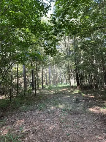 Tbd County Road 168-1 Long Branch TX 75669