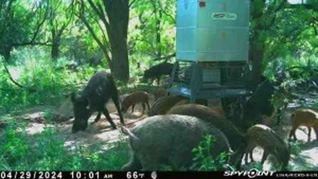 Tbd Cr 129 Rule TX 79547