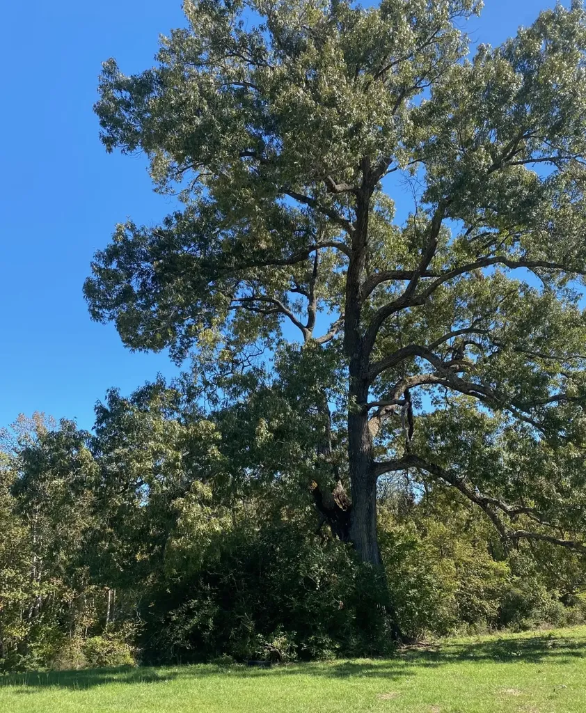 009 County Road 242 Oakwood TX 75855