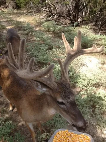7807 Tx-6 Clifton TX 76634